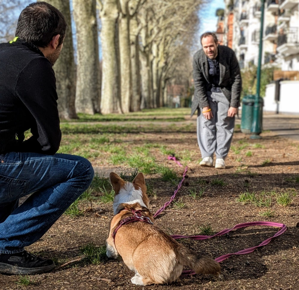 education chien education chien